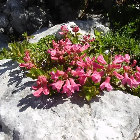 Gasthof Brandwirt * Gosau